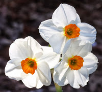 667px-Narcissus_Geranium