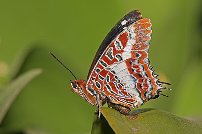 800px-Charaxes_brutus_natalensis