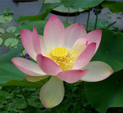 Sacred_lotus_250