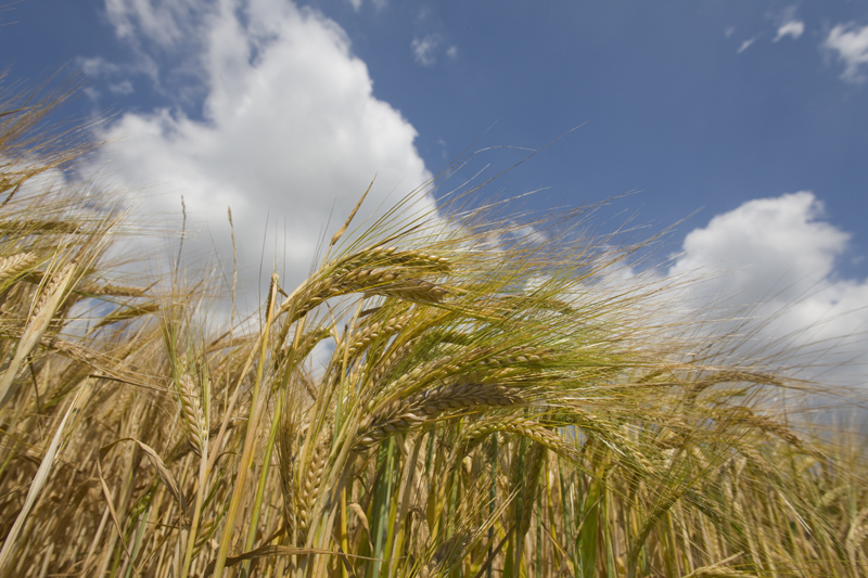 Clouds in blue sky over barley field