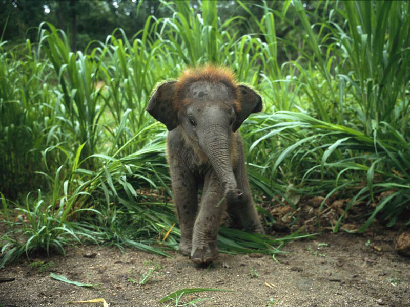 baby-elephant-800x600