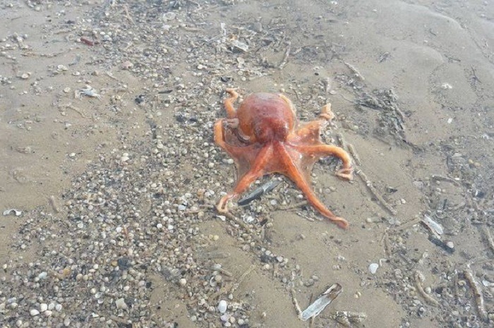 Beached-Octopus-11 (700x465)