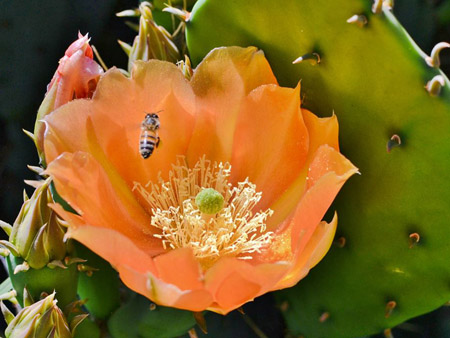 Bee in Flower 450 II