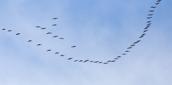 a flock of swans on the blue sky