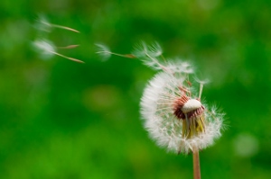 Blown_dandelions,_green_background (300x199)