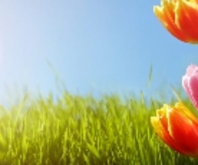 Spring tulips in the field