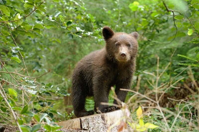 Brown bear cub in a forest