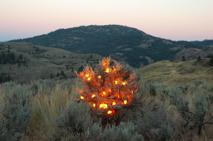 Burning Bush