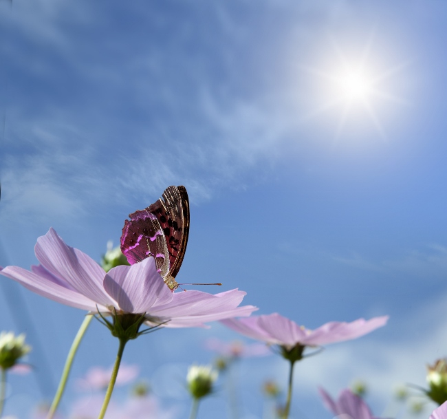 butterfly on a daisy.