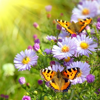 two butterfly on flowers