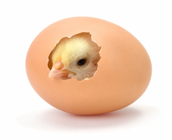 Newborn yellow chicken hatching