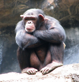 Chimpanzee_(3265647592) (334x350) - Copy