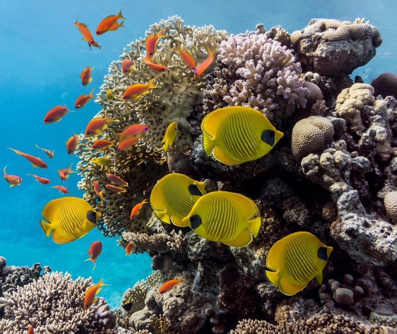 Coral scene - panorama