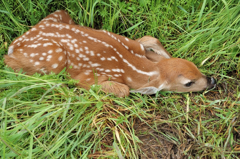 Whitetail Deer Fawn