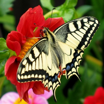 Fesoj_-_Papilio_machaon_(by) (350x350)