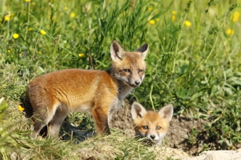 european fox cubs outside the burrow