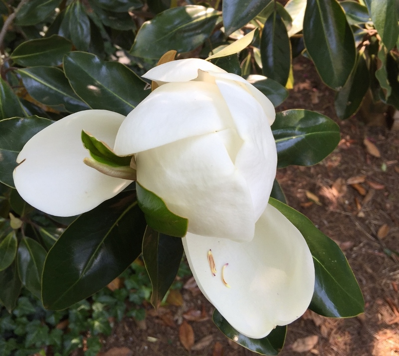 First Magnolia Day 3 (800x714)