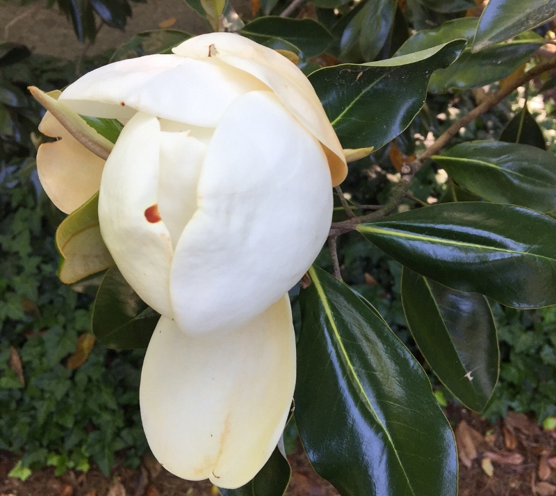 First Magnolia, Day 4 (800x714)