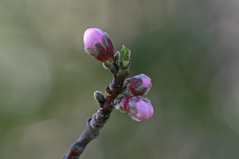 Flower Bud 800