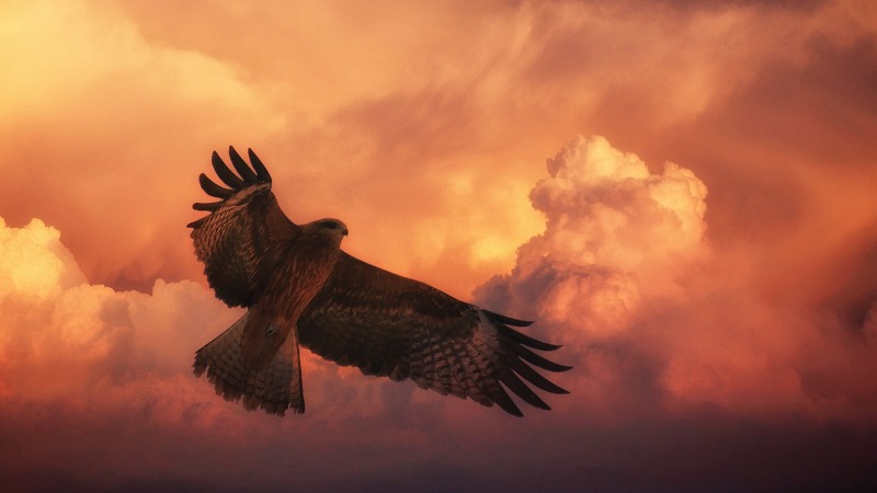 Hawk in sky