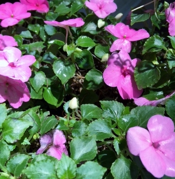 Impatiens-500 (343x350)