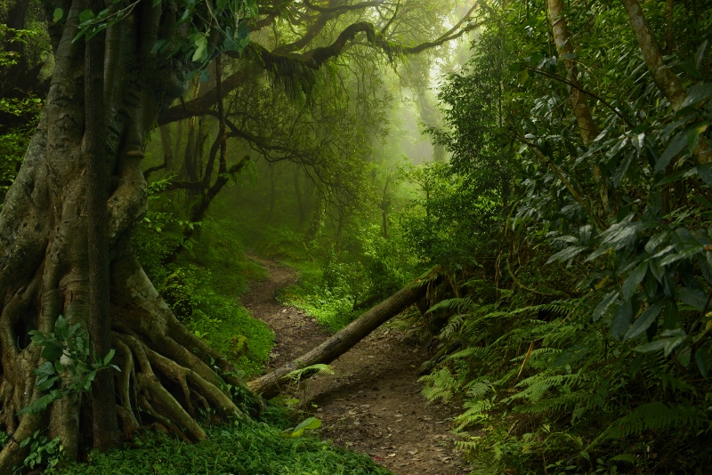 Jungla al norte de Tailandia