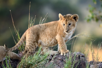 Lion cub, National park of Kenya, Africa