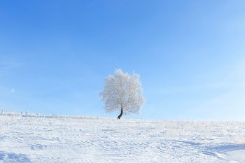 Winter landscape with lonely tree and snow field