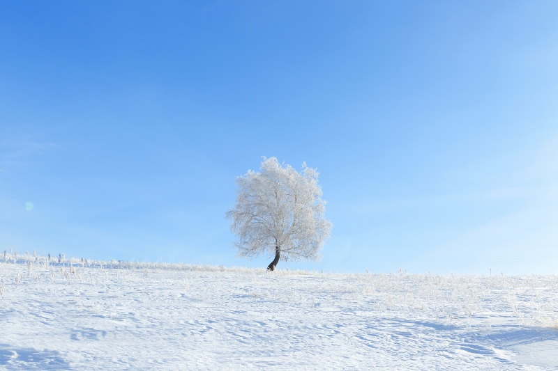 Winter landscape with lonely tree and snow field. Alone frozen tree in winter snowy field. Frosty winter day - snowy branch.