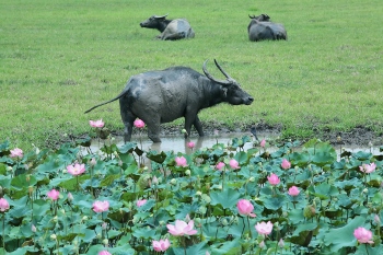 water buffalo in a field.