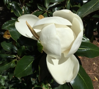 Magnolia Day 2 (350x313)