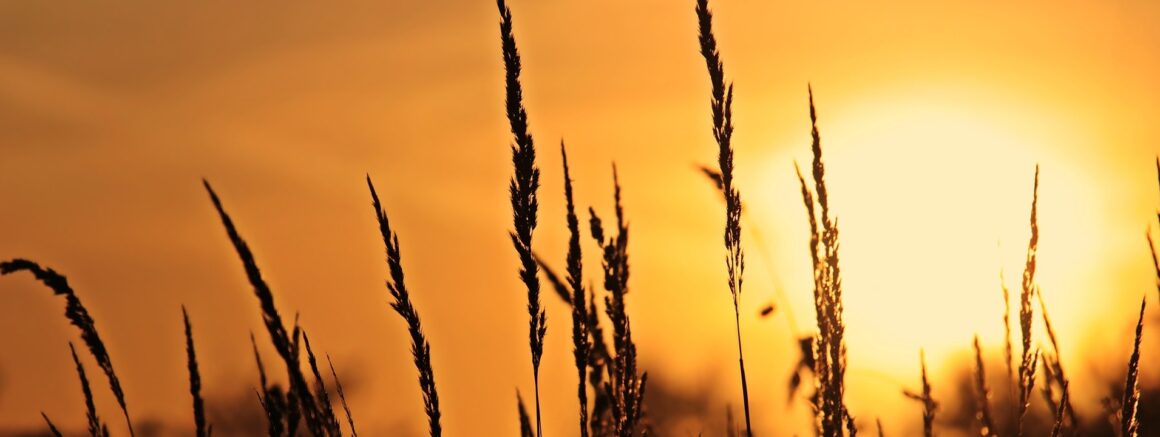 Meadow at sunrise.