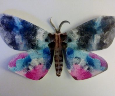 Moth 2 (800x592)