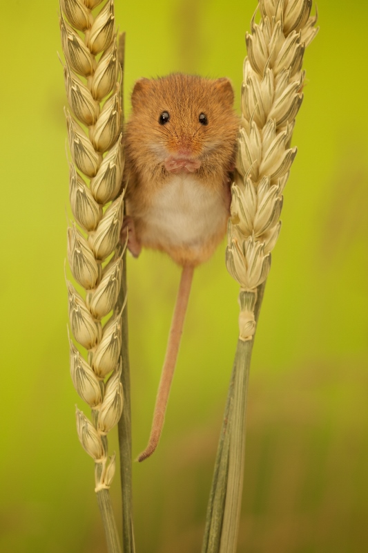 A little harvest mouse climbing on some wheat