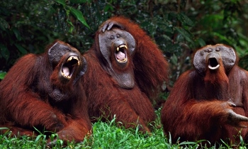 Orangutans Laughing