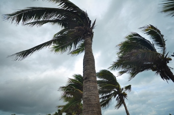 palms at hurricane