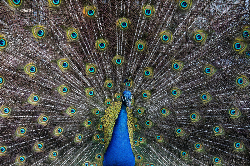 Peacock 800