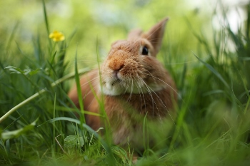 Rabbit in green grass. Shallow DOF, focus on eyes.