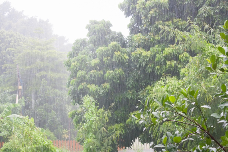 Heavy raining in the tropical forest