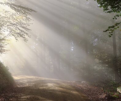 Road in Sunlight