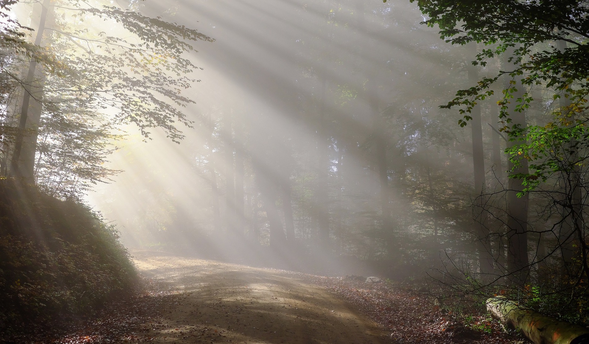 Road in Sunlight