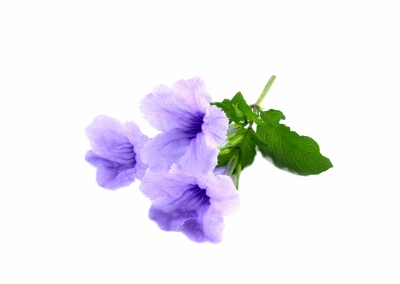 Ruellia tuberosa