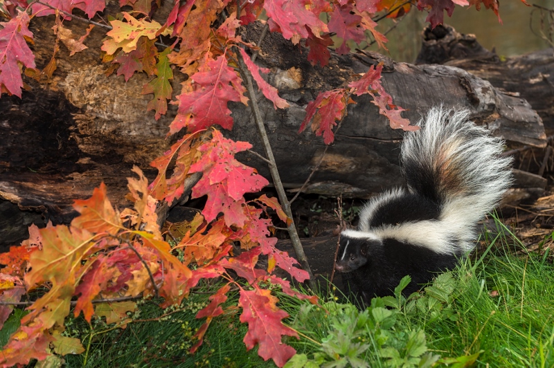 Striped Skunk (Mephitis mephitis) By Autumn Leaves and Log