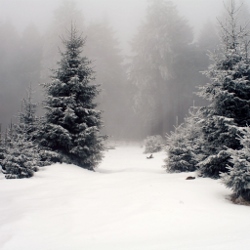 Snowy wood (250x250)