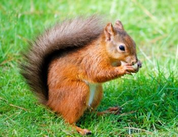 Squirrel eating a nut