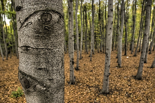 Tree-With-An-Eye