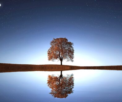 Tree by Lake With Stars