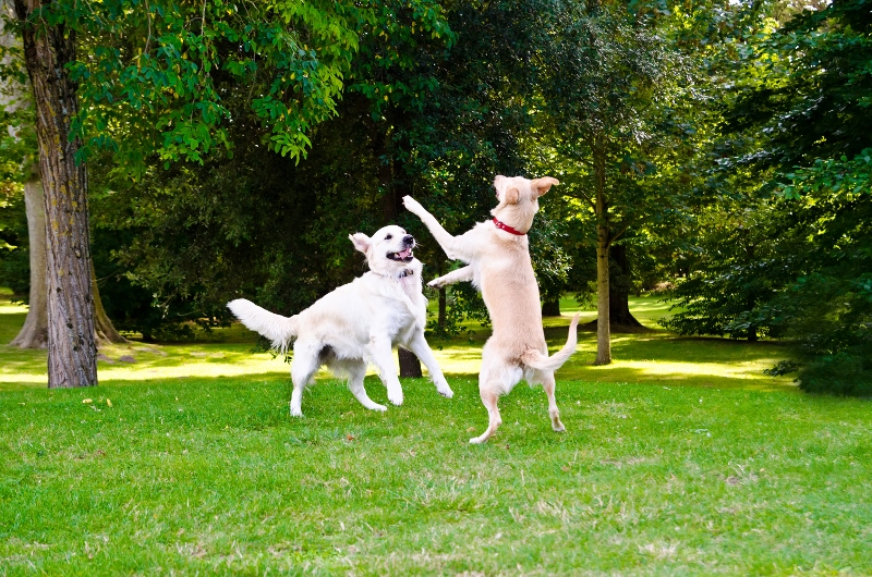 two dogs playing on a green grass outdoors