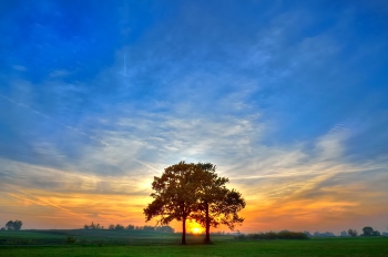 Autumn landscape. Trees on the meadow at sunset.