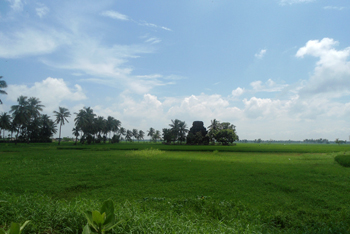 View_of_Fields_at_Biccavolu 350